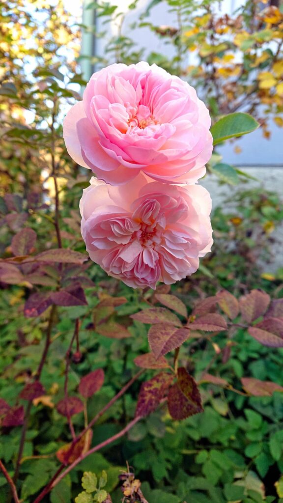 Garten Straubing 2018 Rose