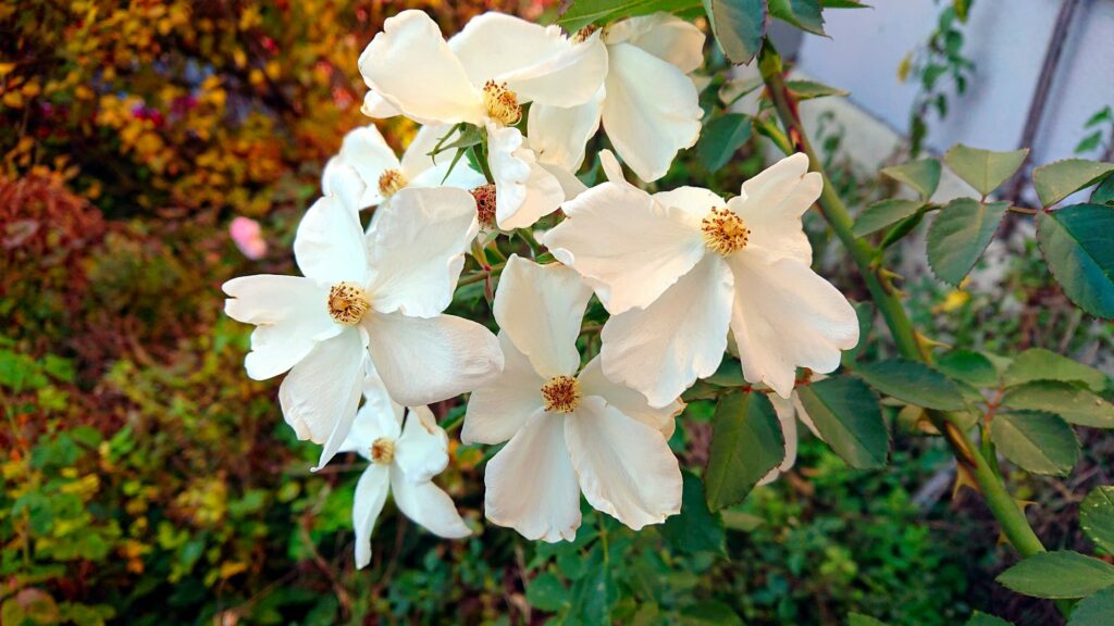 Garten Straubing 2018 Weiße Rose