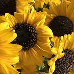 Sonnenblumen Ukraine